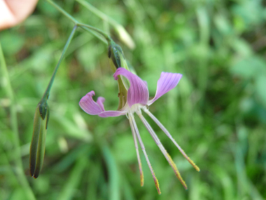 Capitule penché formé de 5 fleurs pourpres. Agrandir dans une nouvelle fenêtre (ou onglet)